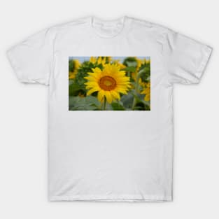 Sunflower 2 T-Shirt